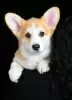 Zdjęcie №2 do zapowiedźy № 92840 na sprzedaż  welsh corgi - wkupić się Ukraina hodowca