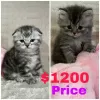 Zdjęcie №2 do zapowiedźy № 68672 na sprzedaż  scottish fold - wkupić się USA 