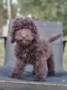 Zdjęcie №1. labradoodle - na sprzedaż w Tula | 15470zł | Zapowiedź №114610