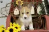 Zdjęcie №1. welsh corgi - na sprzedaż w Ventnor City | Bezpłatny | Zapowiedź №63527