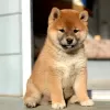 Zdjęcie №3. Szczenięta Shiba Inu. Białoruś