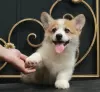 Dodatkowe zdjęcia: szczenięta welsh corgi pembroke od Championa