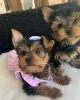 Zdjęcie №1. yorkshire terrier - na sprzedaż w Berlin | 951zł | Zapowiedź №42917