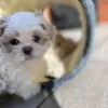 Zdjęcie №1. shih tzu - na sprzedaż w Florence | 1184zł | Zapowiedź №99692