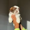 Zdjęcie №2 do zapowiedźy № 124286 na sprzedaż  shih tzu - wkupić się USA hodowca