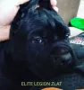 Zdjęcie №3. Chłopaki z Cane Corso. Białoruś