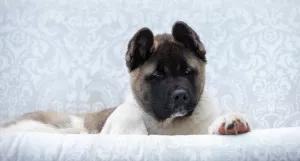 Dodatkowe zdjęcia: Elegancki mężczyzna AMERICAN AKITA