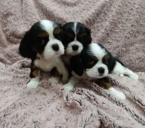 Dodatkowe zdjęcia: Cavalier King Charles Spaniel Szczenięta