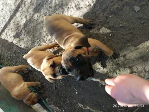 Zdjęcie №2 do zapowiedźy № 6353 na sprzedaż  boerboel - wkupić się Ukraina prywatne ogłoszenie