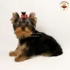 Zdjęcie №4. Sprzedam yorkshire terrier w Kijów. prywatne ogłoszenie, od żłobka, hodowca - cena - 9128zł