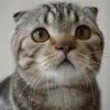 Zdjęcie №1. scottish fold - na sprzedaż w Москва | 1420zł | Zapowiedź № 24364