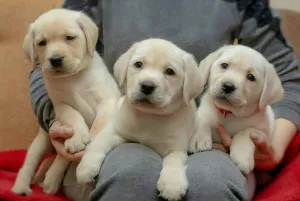 Dodatkowe zdjęcia: SZCZENIĘTA O WYSOKIEJ RASIE LABRADOR-RETRIVER OD CHAMPIONÓW