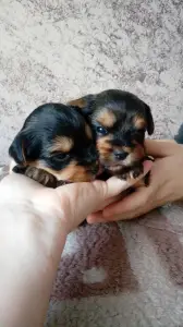 Zdjęcie №1. yorkshire terrier - na sprzedaż w Nowosybirsk | 905zł | Zapowiedź №4174