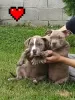 Zdjęcie №4. Sprzedam american bully w Добрич. od żłobka - cena - negocjowane