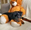 Zdjęcie №3. Sprzedam szczenięta Rottweiler gotowe do opuszczenia. Polska