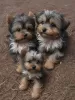 Zdjęcie №1. yorkshire terrier - na sprzedaż w Kansas City | 2033zł | Zapowiedź №129523