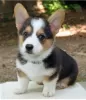 Zdjęcie №1. welsh corgi - na sprzedaż w Градец-Кралове | negocjowane | Zapowiedź №96477