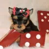 Zdjęcie №2 do zapowiedźy № 128412 na sprzedaż  yorkshire terrier - wkupić się Finlandia hodowca