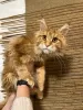 Zdjęcie №1. maine coon - na sprzedaż w Kristinestad | 2930zł | Zapowiedź № 90288