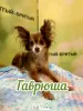 Zdjęcie №1. chihuahua (rasa psów) - na sprzedaż w Monachium | 1067zł | Zapowiedź №103996