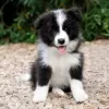 Zdjęcie №1. border collie - na sprzedaż w Manila | negocjowane | Zapowiedź №75303