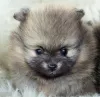 Dodatkowe zdjęcia: SZPIC MINIATUROWY POMERANIAN PIĘKNE