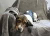 Dodatkowe zdjęcia: Basset Hound