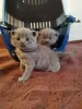 Zdjęcie №1. scottish fold - na sprzedaż w Flensburg | 1465zł | Zapowiedź № 103794