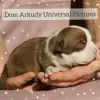 Zdjęcie №1. american bully - na sprzedaż w Saratov | 4125zł | Zapowiedź №15215