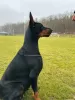 Dodatkowe zdjęcia: Doberman FCI