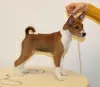 Zdjęcie №3. Puppy Basenji FCI. Polska