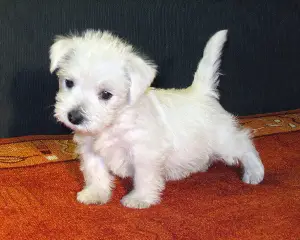 Zdjęcie №1. west highland white terrier - na sprzedaż w Mińsk | 1540zł | Zapowiedź №329