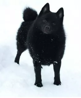 Dodatkowe zdjęcia: Schipperke Boys