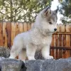 Zdjęcie №3. Słodkie szczenięta syberyjskie husky. Australia