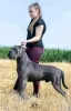 Dodatkowe zdjęcia: Szczenięta Cane Corso