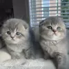 Zdjęcie №1. scottish fold - na sprzedaż w Hille | 1386zł | Zapowiedź № 125114