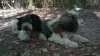 Dodatkowe zdjęcia: Puppy Szczenię Polski Owczarek Nizinny - Polish Lowland Sheepdog FCI