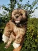 Zdjęcie №2 do zapowiedźy № 73049 na sprzedaż  lhasa apso, shih tzu - wkupić się Estonia prywatne ogłoszenie, od żłobka, hodowca