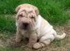 Zdjęcie №1. shar pei - na sprzedaż w Stockholm | 1581zł | Zapowiedź №11341