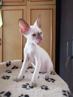 Zdjęcie №2 do zapowiedźy № 6571 na sprzedaż  kot cornish rex - wkupić się Federacja Rosyjska prywatne ogłoszenie, od żłobka, hodowca