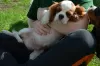 Dodatkowe zdjęcia: CAVALIER KING CHARLES SPANIEL samiec ZKWP/FCI