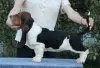 Dodatkowe zdjęcia: Basset Hound