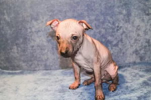 Zdjęcie №2 do zapowiedźy № 6898 na sprzedaż  american hairless terrier - wkupić się Federacja Rosyjska prywatne ogłoszenie, hodowca