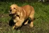 Dodatkowe zdjęcia: Dziewczynka Golden Retriever