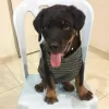 Zdjęcie №1. rottweiler - na sprzedaż w Gothenburg | 2302zł | Zapowiedź №88539