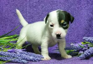 Dodatkowe zdjęcia: Szczenięta heteroseksualne Jack Russell Terrier