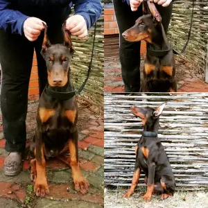 Zdjęcie №1. doberman - na sprzedaż w Киев | 2967zł | Zapowiedź №4710