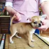 Zdjęcie №1. chihuahua (rasa psów) - na sprzedaż w Monachium | 1067zł | Zapowiedź №104857