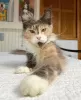 Zdjęcie №1. maine coon - na sprzedaż w Berlin | 2093zł | Zapowiedź № 104585