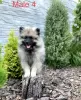 Zdjęcie №3. Szczenięta Keeshond / szpic wilczy. Ukraina